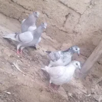 کفتر .چهارتا جوجه پلاکی عتیقه