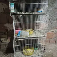 قفس|لوازم جانبی حیوانات|خان ببین, |دیوار