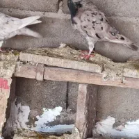 کبوتر|پرنده|طاغنکوه, |دیوار