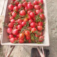 انار قرمز ملس ارگانیک