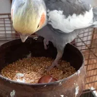 عروس هلندی نر|پرنده|سنگر, |دیوار