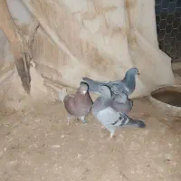 چهار تا نر پرشی|پرنده|کرباسک, |دیوار