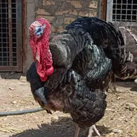 بوقلمون محلی برنز نر-ماده بالغ|حیوانات مزرعه|ورامین, شهرک مدرس|دیوار