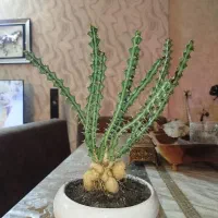 بونسای افوربیا ،پتوس ،گندمی ،آگلونما و