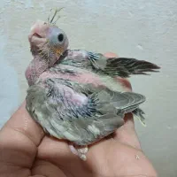 جوجه سرلاکی عروس هلندی سالم وسرحال|پرنده|گرگان, |دیوار