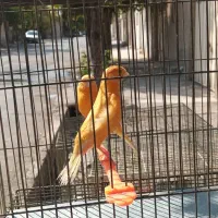 خرید و فروش  پرندگان زینتی قناری  مرغ عشق  عروس