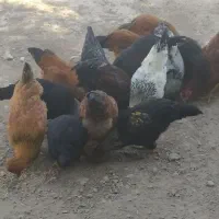 مرغ خروس