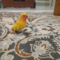 جوجه کوتوله