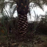 نخل|خدمات باغبانی و درختکاری|اهواز, بهشت آباد|دیوار