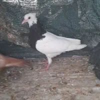 کفتر طوقی|پرنده|میناب, |دیوار