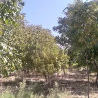 ۵۰۰باغ مثمر ۱۵کیلومتری بیستون منطقه چمچمال|فروش زمین و ملک کلنگی|بیستون, |دیوار