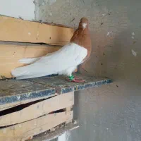 کبوتر گمشده