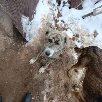 سگ محلی|سگ|آبکوه, |دیوار