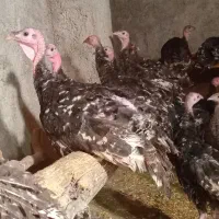 بوقلمون|حیوانات مزرعه|گهواره, |دیوار