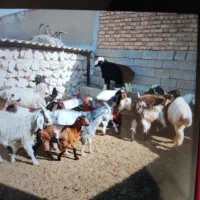 فروش تعدادی بره کهره چاق