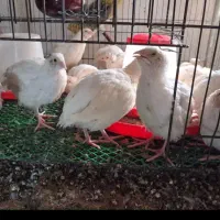 بلدرچین|حیوانات مزرعه|تهران, حافظیه|دیوار