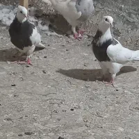 کبوتر فروشی سبز خال قرمز دو تا طوقی جوجه|پرنده|تهران, ارامنه|دیوار