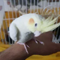 عروس هلندی دستی ورام