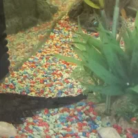 فروش آکواریوم