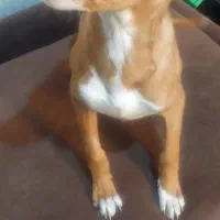 توله سگ پیت پول|سگ|تهران, بریانک|دیوار