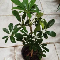 حراج|گل و گیاه طبیعی|سبزوار, شرق کال عیدگاه|دیوار