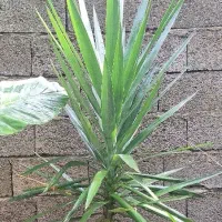 گل طبیعی|گل و گیاه طبیعی|رودبنه, |دیوار