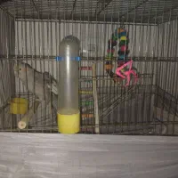 عروس هلندی|پرنده|تهران, ارامنه|دیوار