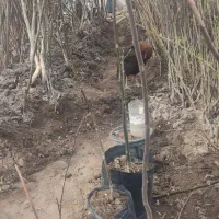 نهال وارداتی