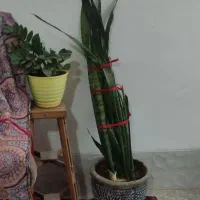 گل طبیعی با گلدان|گل و گیاه طبیعی|شیراز, کرونی(خاتونک)|دیوار