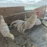 فونیکس سفید درجه یک ۹ ماه جوان