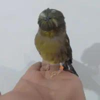 قناری گلاستر ماده|پرنده|ملایر, |دیوار