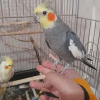 یه جفت عروس هلندی سخنگو