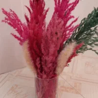 گل خشک|گل و گیاه طبیعی|فسا, |دیوار