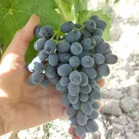 نهال انگور ترکمن درخت انگور بیدانه سیاه ،نهالستان