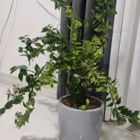 گل و گلدان با هم