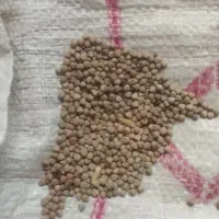 گاودانه (کسن)