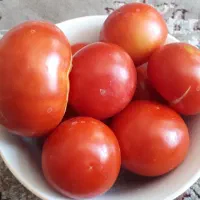 گوجه محلی قاین ،روستای پهنایی