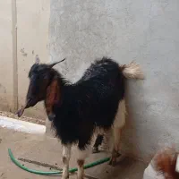 بزغاله چاق چاق