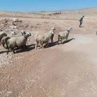 یازده راس شیشک میش