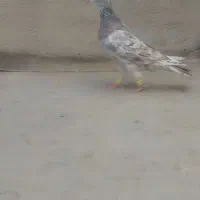 کبوتر