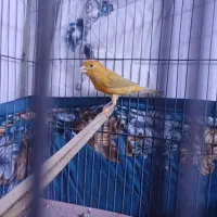 قناری نر ۴ ماهه|پرنده|کرمان, |دیوار