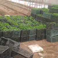 کشاورز کارگارروزمزد و برجی کسی خاست درخدمت هستم