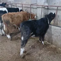 گوساله نر|حیوانات مزرعه|اردبیل, |دیوار