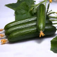 خیار محلی فروش فوری