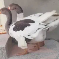 غاز و بوقلمون سفید و حنایی جم