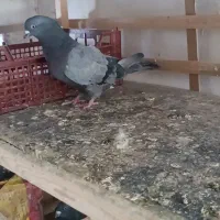 یه جفت سبز اصیل