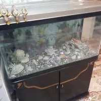 آکواریم اصلی ژاپن
