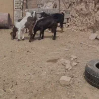 بزغاله