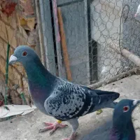 کبوتر پلاکی