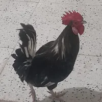 خروس عربی